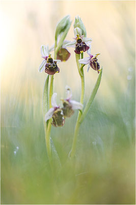 Hummel-Ragwurz (Ophrys fuciflora), Südlicher Oberrhein, Baden-Württemberg