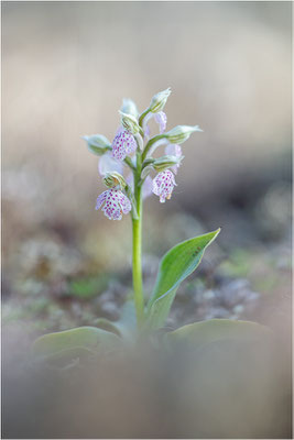 Milchweißes Knabenkraut (Neotinea lactea), Dep. Var, Frankreich