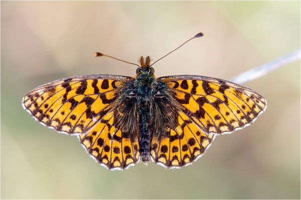 Boloria dia