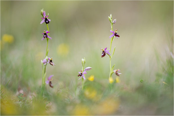 Drôme-Ragwurz (Ophrys drumana), Frankreich, Dep. Isere