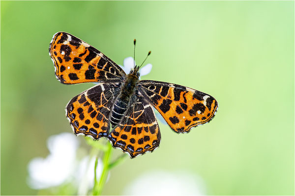 Landkärtchen (Araschnia levana), Frühjahrsform, Deutschland, Baden-Württemberg