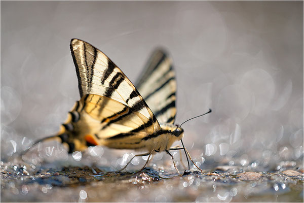 Segelfalter (Iphiclides podalirius), Frankreich, Haute-Loire