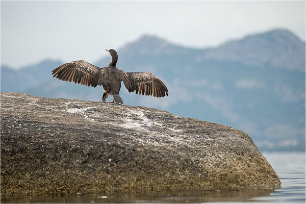 Kormoran, Korsika