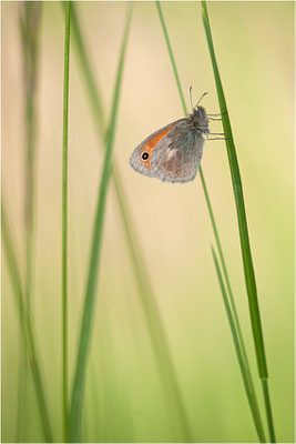 Kleines Wiesenvögelchen (Coenonympha pamphilus), Deutschland, Baden-Württemberg