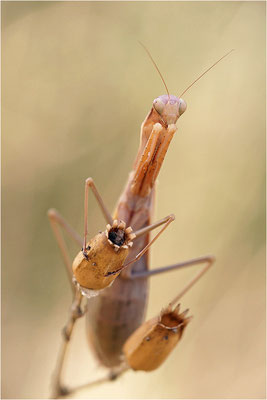 Europäische Gottesanbeterin (Mantis religiosa), Weibchen, Deutschland, Baden-Württemberg