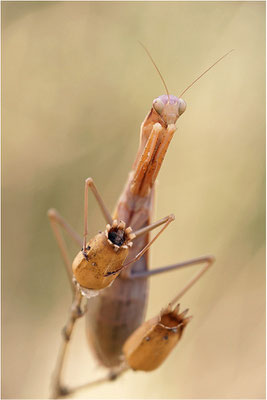 Europäische Gottesanbeterin (Mantis religiosa), Weibchen, Deutschland, Baden-Württemberg