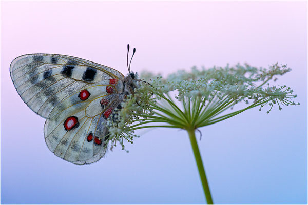 Roter Apollo (Parnassius apollo provincialis), Frankreich, Dep. Alpes-Maritimes