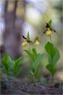 Gelber Frauenschuh (Cypripedium calceolus), Schweden, Gotland