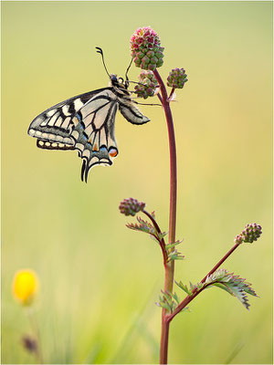 Schwalbenschwanz (Papilio machaon), Deutschland, Baden-Württemberg