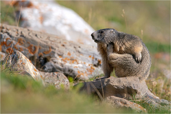 Alpenmurmeltier (Marmota marmota), Frankreich, Dep. Savoie