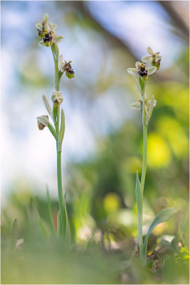 Ophrys ×sommieri - Ophrys bombyliflora × Ophrys neglecta
