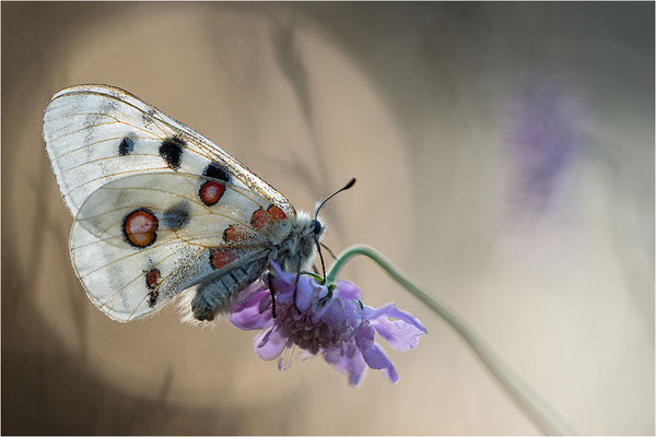 Roter Apollo (Parnassius apollo lithographicus), Deutschland, Oberbayern