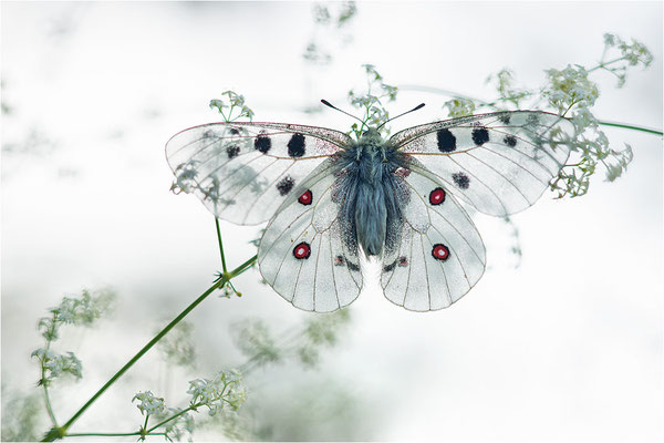 Roter Apollo (Parnassius apollo valdierensis), Italien, Piemont