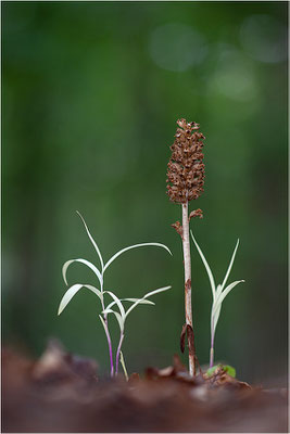 Vogel-Nestwurz (Neottia nidus-avis), Oberbayern, Deutschland