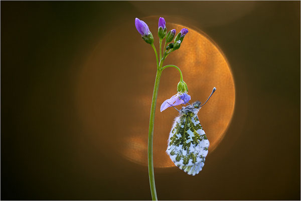 Aurorafalter (Anthocharis cardamines), Weibchen, Deutschland, Baden-Württemberg