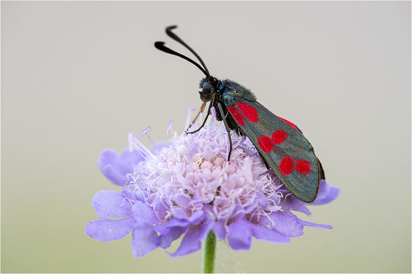 Sechsfleck-Widderchen (Zygaena filipendulae), Deutschland, Baden-Württemberg