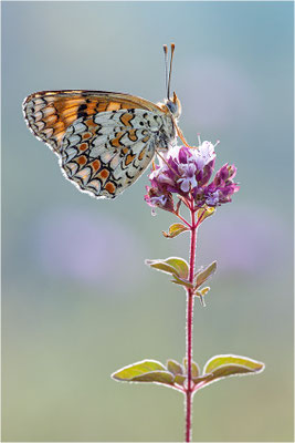 Flockenblumen-Scheckenfalter (Melitaea phoebe occitania), Spanien, Lleida