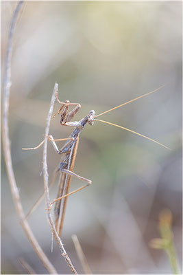 Graue Fangschrecke (Ameles decolor), Männchen, Frankreich, Drôme