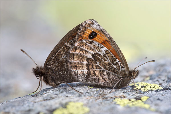 Marmorierter Mohrenfalter (Erebia montana), Italien, Region Aosta, 2.300m