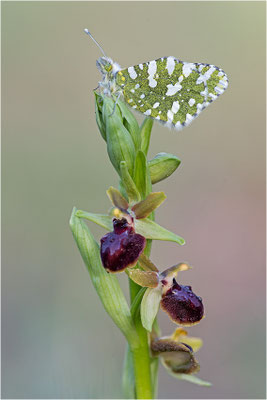 Westlicher Gesprenkelter Weißling (Euchloe crameri), Frankreich, Bouches-du-Rhône