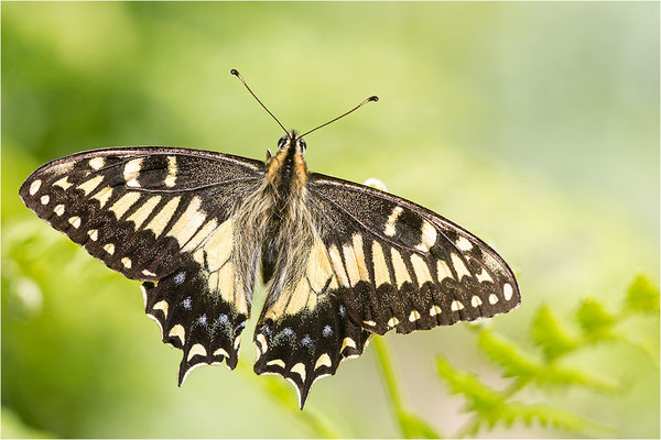 Korsischer Schwalbenschwanz (Papilio hospiton), Männchen, Frankreich, Zentralkorsika