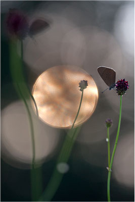 Dunkler Wiesenknopf-Ameisenbläuling (Phengaris nausithous), Deutschland, Baden-Württemberg