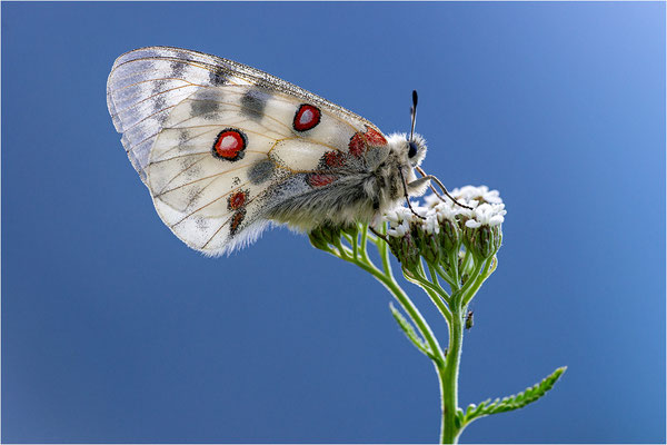 Roter Apollo (Parnassius apollo pyrenaicus), Frankreich, Dep. Hautes-Pyrénées