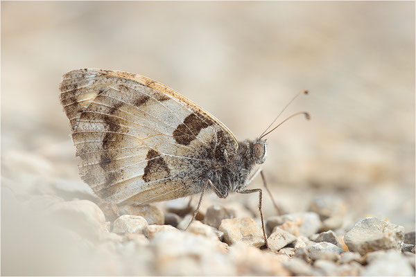 Berghexe (Chazara briseis), Männchen, Frankreich, Dep. Drôme