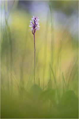Torfmoos-Fingerwurz (Dactylorhiza sphagnicola), Schweden, Gävleborgs Iän