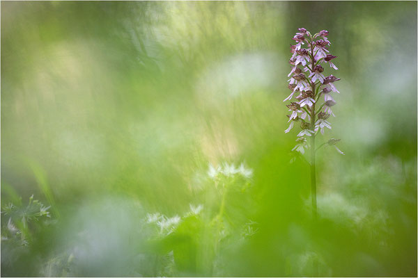 Purpur-Knabenkraut (Orchis purpurea), Deutschland, Baden-Württemberg