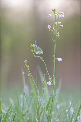 Grünader-Weißling (Pieris napi), Deutschland, Baden-Württemberg