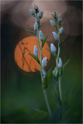 Weißes Waldvöglein (Cephalanthera damasonium), Deutschland, Baden-Württemberg