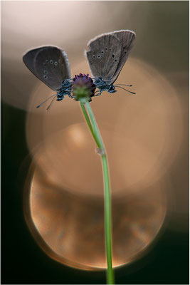 Dunkler Wiesenknopf-Ameisenbläuling (Phengaris nausithous), Deutschland, Baden-Württemberg
