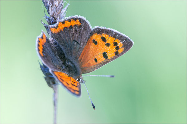 Kleiner Feuerfalter (Lycaena phlaeas), Deutschland, Baden-Württemberg