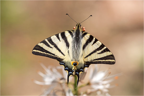 Segelfalter (Iphiclides podalirius), Männchen, Frankreich, Zentralkorsika