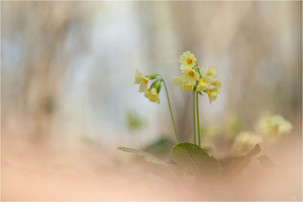 Hohe Schlüsselblume (Primula elatior), Deutschland, Baden-Württemberg