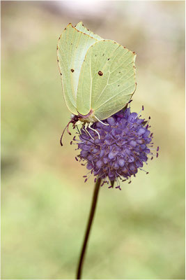 Zitronenfalter (Gonepteryx rhamni), Weibchen, Schweden, Dalsland