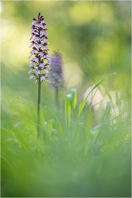 Purpur-Knabenkraut (Orchis purpurea), Deutschland, Baden-Württemberg