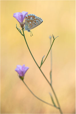 Himmelblauer Bläuling (Polyommatus bellargus f. cerones), Weibchen, Frankreich, Ardèche