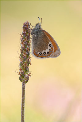 Alpen-Wiesenvögelchen (Coenonympha gardetta), Schweiz, Kanton Wallis