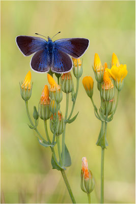 Alexis-Bläuling (Glaucopsyche alexis), Weibchen, Frankreich, Ardèche