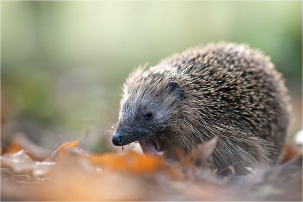 Braunbrustigel (Erinaceus europaeus), Deutschland, Baden-Württemberg
