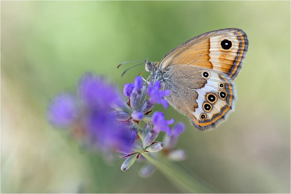 Coenonympha dorus, Frankreich, Dep. Alpes-de-Haute-Provence