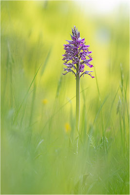 Helm-Knabenkraut (Orchis militaris), Deutschland, Baden-Württemberg