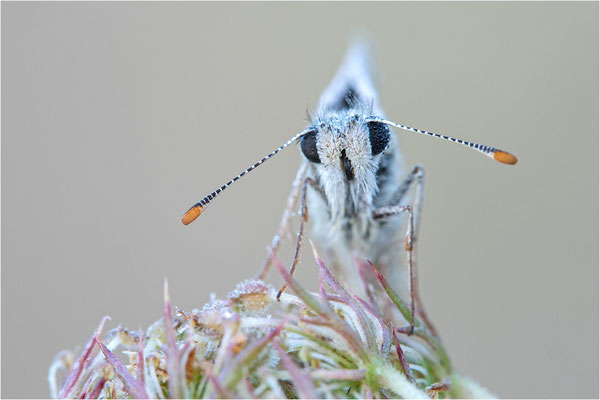 Foulquier´s Würfel-Dickkopffalter (Pyrgus bellieri), Frankreich, Ardèche