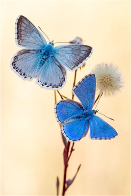Spanischer Bläuling (Polyommatus hispana) und Himmelblauer Bläuling (Polyommatus bellargus), Männchen, Spanien, Pyrenäen, Prov. Lleida