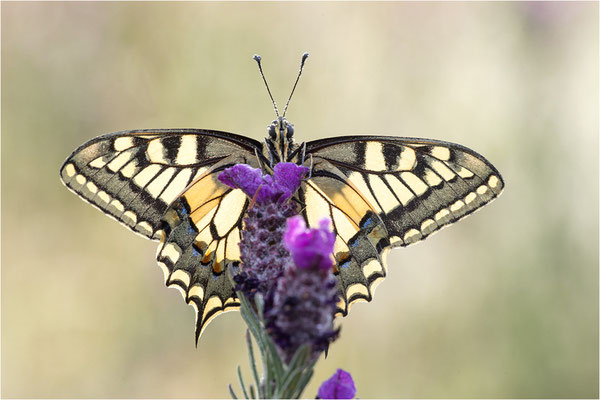 Schwalbenschwanz (Papilio machaon), Frankreich, Dep. Var