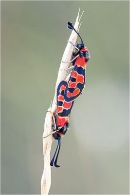 Bergkronwicken-Widderchen (Zygaena fausta), Paarung, Frankreich, Drôme