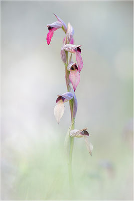 Einschwieliger Zungenstendel (Serapias lingua), Korsika