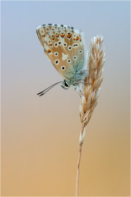Spanischer Bläuling (Polyommatus hispana), Männchen, Spanien, Pyrenäen, Prov. Lleida